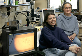 Lisa Mehlmann, left, assistant professor of cell biology, and Laurinda Jaffe, professor of cell biology.