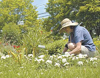 Carrie Crompton, curator of the plant science display gardens, works in the gardens outside the floriculture greenhouses on Route 195.