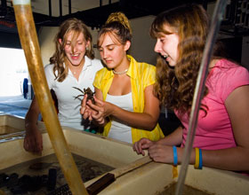 High school students in the Marine Scholars program examine crabs in the saltwater research laboratory at the Avery Point campus. From left, Charisse Laughery, Jessica Woods, and Lindsay Barr.