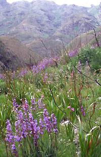 A UConn study of South Africa's Cape Floristic Region, which has the highest density of plant species in the world, offers new insights on biodiversity.