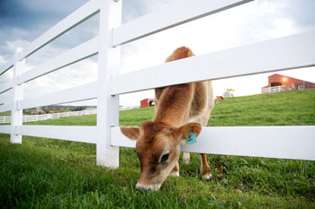 A calf grazes near the Kellogg Dairy Barn on Horsebarn Hill.