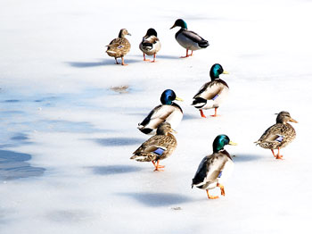 Ducks walk on the ice at Mirror Lake.