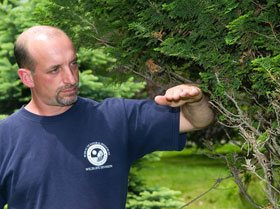 Howard Kilpatrick, a Ph.D. student who studies deer management, shows the level of damage done by deer to an evergreen.