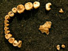 Thumbnail Photo: Ancient teeth