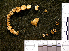 A set of teeth showing evidence of filing, the earliest example of dental modification in the Americas, found at an Archaic burial site in Mexico.