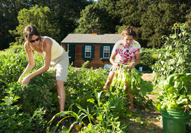 Undergraduates Serena Epstein, left, and Nicole Anderson harvest turnips in the EcoGarden Club's garden. 