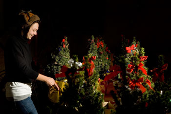 Kara Franco, a senior, decorates holiday trees at the Ratcliffe Hicks Arena, as a fund raiser for the Horticulture Club.