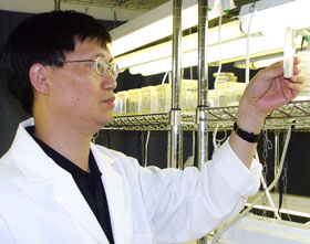 Yi Li, associate professor of plant science, examines a specimen in his lab.