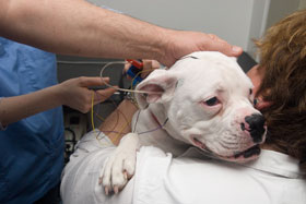 A young dog is held by its owner while its hearing is tested at the bioacoustics lab in the George White Building.