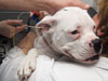 Thumbnail: Canine hearing loss