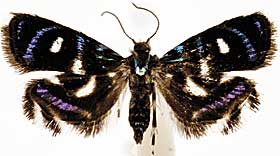 , a metalmark moth.
