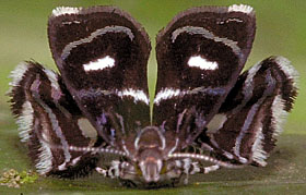 , a metalmark moth, imitates its predator, the jumping spider.