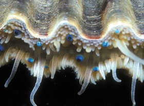 A bay scallop with blue eyes showing.
