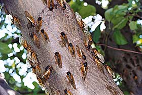 Periodical cicadas such as these emerge en masse every 13 or 17 years.