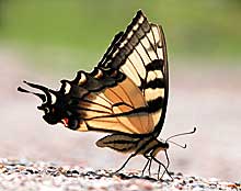 A Paul Swiacke photograph of a butterfly.