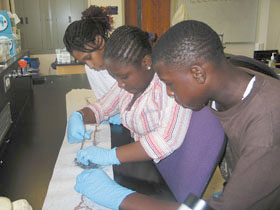 From left, Kumari Willoughby, Christina Sanon, and Aaron Young, participants in the University Pals college preparation program for middle schoolers at the Stamford campus, work on a project in the biology lab.