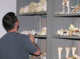 Michael Rahl, a Doctor of Physical Therapy student, looks over a synthetic bone collection, during preparations for his final exam in Human Anatomy.