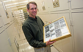Stephen Trumbo, an associate professor of ecology and evolutionary biology, displays a case of beetles from the Collections Facility in the Biology/Physics Building.