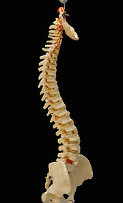 Spinal column