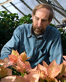 Horticulturalist Robert Shabot examines the unusual vase-shaped flower on a new poinsettia cultivar known as Cinnamon Stick.