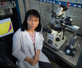 Lixia Yue, assistant professor of cell biology, in her lab at the Health Center.