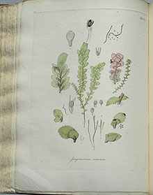 Page from a book on mosses.