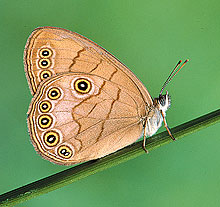 The Appalachian Brown, a resident of forested swamps in Connecticut.