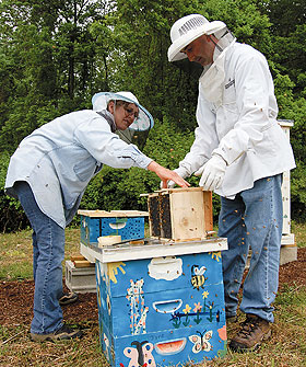 Amy Gronus, left, a production chef at Northwest Dining Hall, and Stephen Anthony, area assistant manager of Dining Services, release bees at the new Dining Services apiary.