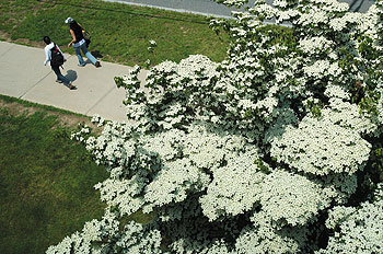 A view of a Kousa dogwood tree in bloom outside the Torrey Life Sciences Building.
