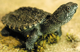 A hatchling snapping turtle (Chelydra serpentina).