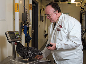 Daniel Fletcher, head of the animal science department, specializes in poultry research.