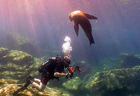 Peter Auster, associate professor of marine sciences, being observed by a sea lion during a scientific dive.