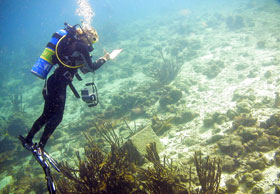 Graduate student Kari Heinonen conducts a census of reef fish off the island of Bonaire in the southern Caribbean.