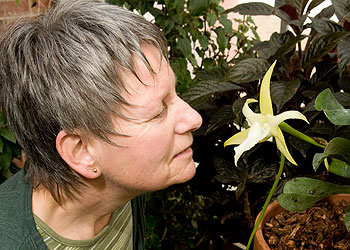 Sandra Ek, a horticulturalist at the EEB Greenhouse checks out a blooming Angraecum sesquipedale, or Comet Orchid. The orchid, which grows in Madagascar, was described by Darwin.