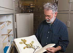 Leslie Mehrhoff examines invasive plant specimens in the biology collections facility.