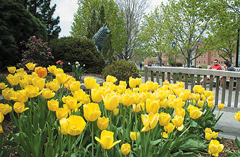 A spring day on Hillside Road, near the Husky Dog statue.