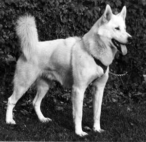 American Eskimo Husky