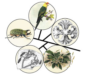 Image: Biodiversity illustration.