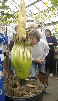 Image: Barbara Fazzino of Andover smells the titan arum in the biology greenhouse.