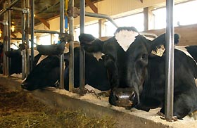 Image: Cloned cows