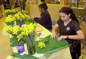 Daffodil Sale