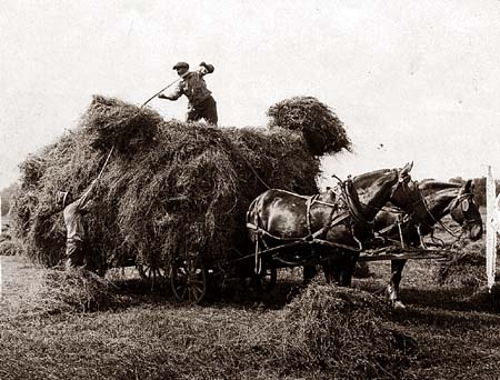 Image: Haying