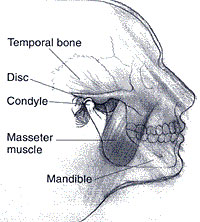 Illustration of the human jaw