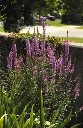 Purple Loosestrife