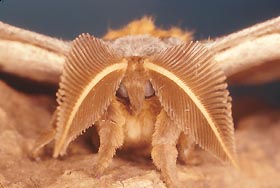 Image: Polyphemus Moth