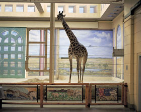 Image: Giraffe