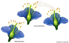 Illustration of flower cross-pollination