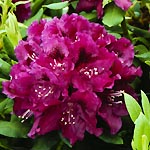 Image: Rhododendron