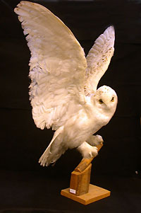 Image: Snowy Owl