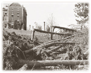Broken trees near Storrs Hall